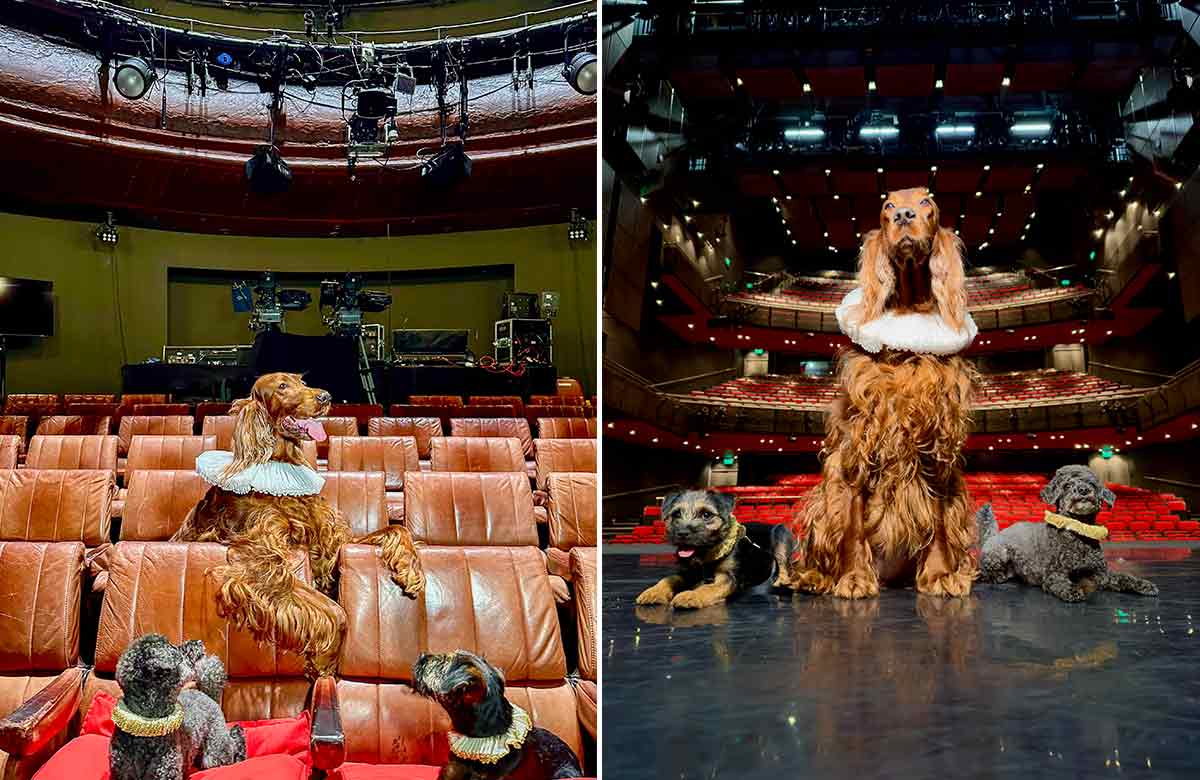 Shakespaw's Globe tour: dogs visit London shows to mark World Theatre Day