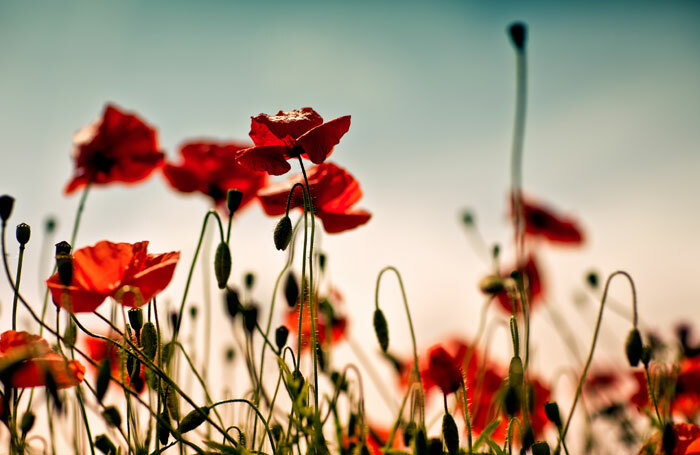 The Somme battlefield. Photo: Shutterstock