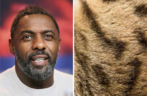 CGI catsuits make purrfect costumes for Idris Elba and his fur-mous co-stars