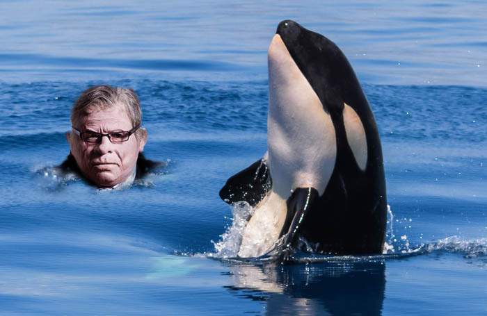 West End Producer will attempt to find a performer to star as the singing sea mammal in his Free Willy musical. Photo: Shutterstock